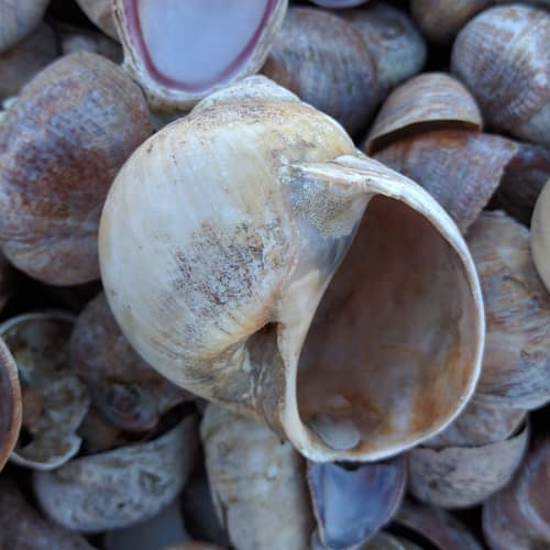 Northern Moon Snail reference