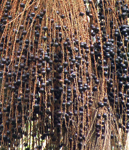 Jussara Palm reference