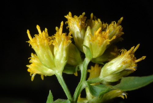 Grass-leaved Goldenrod reference