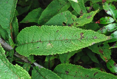 Hollow Joe-Pye Weed reference