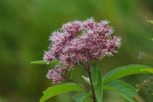 Spotted Joe-Pye Weed reference