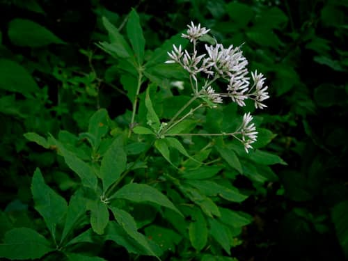 Sweetscented Joe-Pye Weed reference