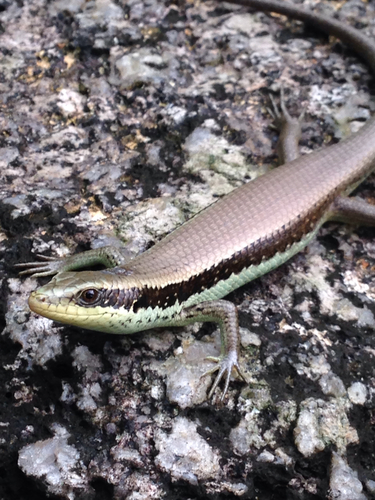 Long-Tailed Sun Skink reference
