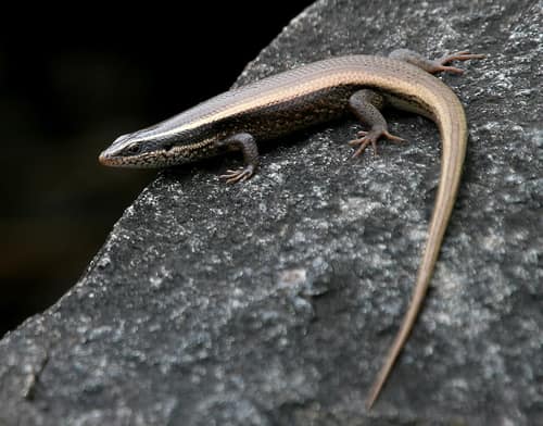 Bronze Grass Skink reference
