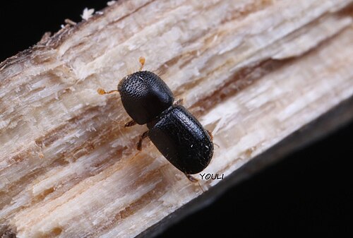 Kuroshio Shot Hole Borer reference
