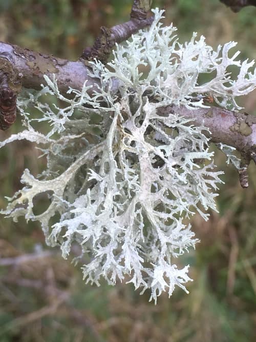 Oakmoss reference