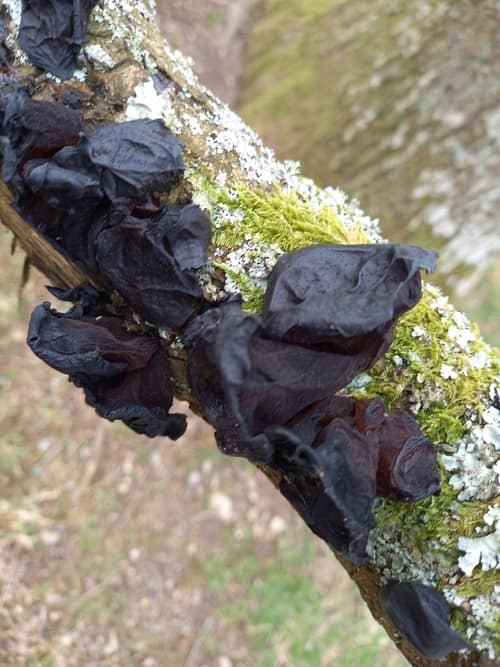 Black Witches' Butter reference