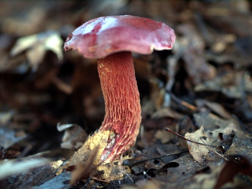 Frost's Bolete reference