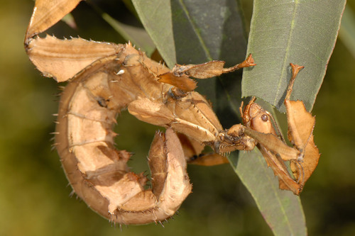 Giant Spiny Stick Insect reference