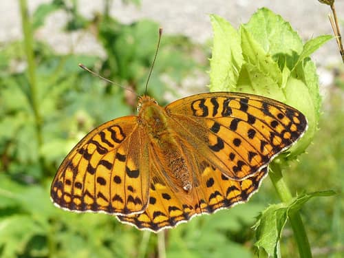 High Brown Fritillary reference