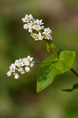 Buckwheat reference