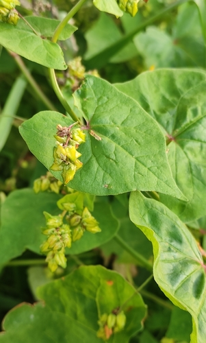 Tartary Buckwheat reference