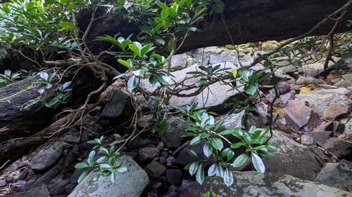 Ceylon Jasmine reference