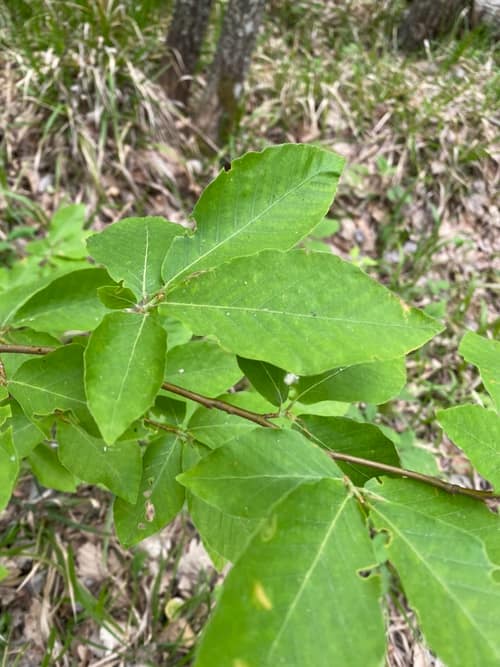 Oriental Beech reference