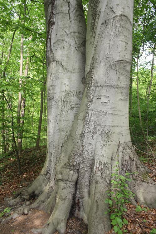 European Beech reference