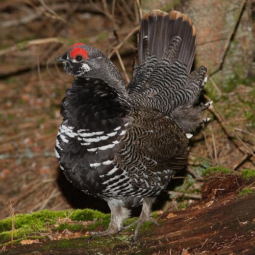 Spruce Grouse reference