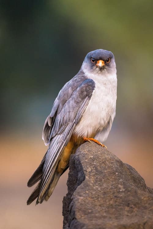 Amur Falcon reference