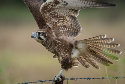 Brown Falcon reference