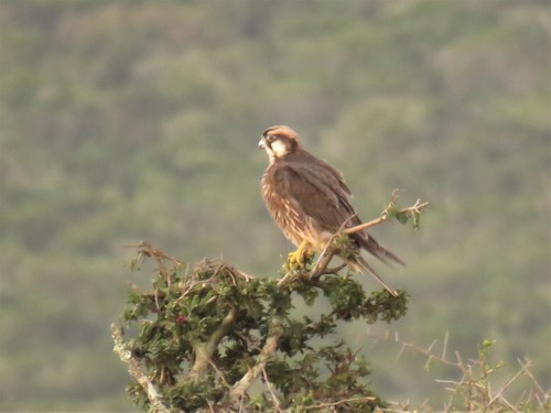 Lanner Falcon reference