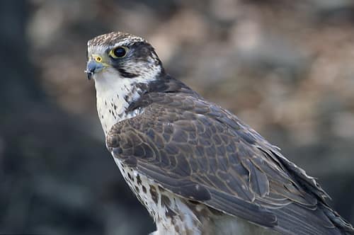 Saker Falcon reference
