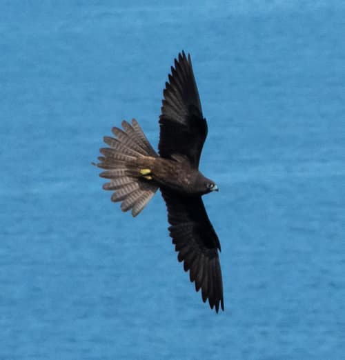 Eleonora's Falcon reference