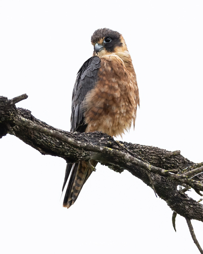 Australian Hobby reference