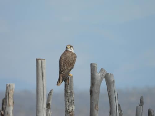 Prairie Falcon reference