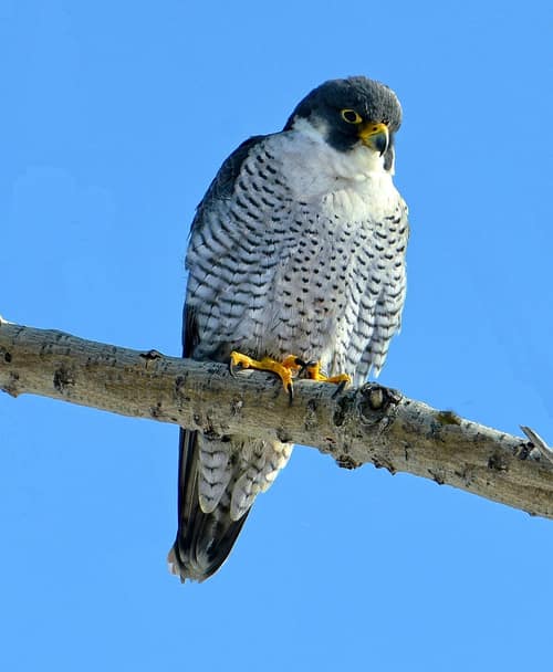 Peregrine Falcon reference