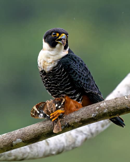 Bat Falcon reference