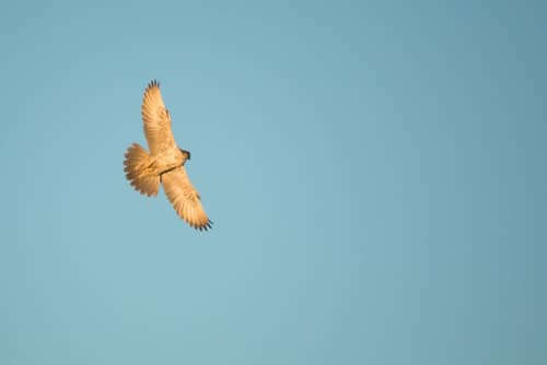 Gyrfalcon reference
