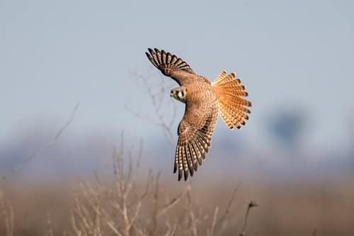 American Kestrel reference