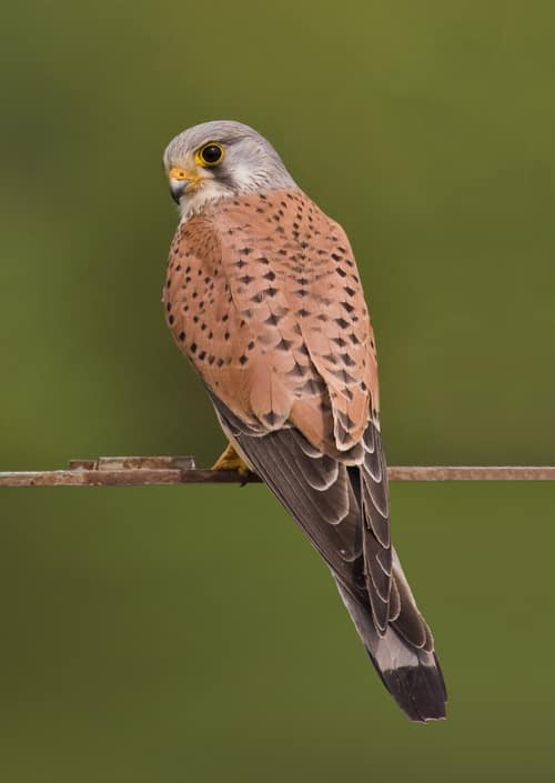 Common Kestrel reference