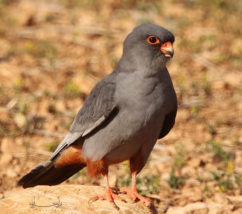Red-footed Falcon reference