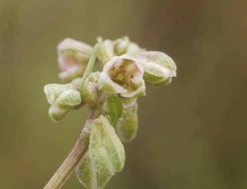Black-bindweed reference