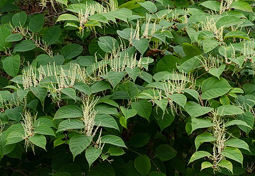 Japanese Knotweed reference