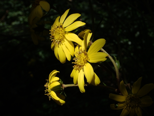 Japanese Leopard Plant reference