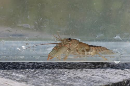 Northern Clearwater Crayfish reference
