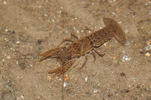 Virile Crayfish reference