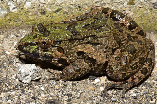 Crab-eating Frog reference