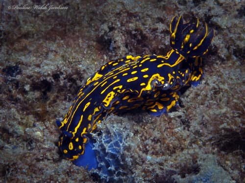 Hypselodoris picta reference