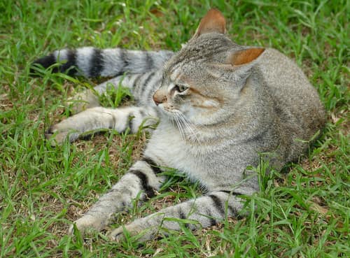African Wildcat reference