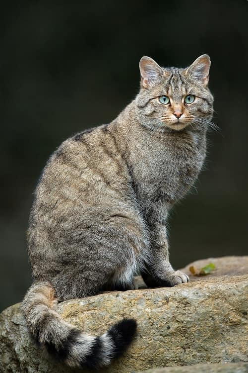 Wildcat reference