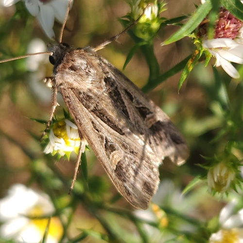 Dingy Cutworm Moth reference