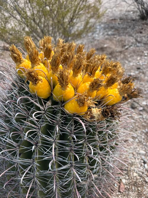 Fishhook Barrel Cactus reference