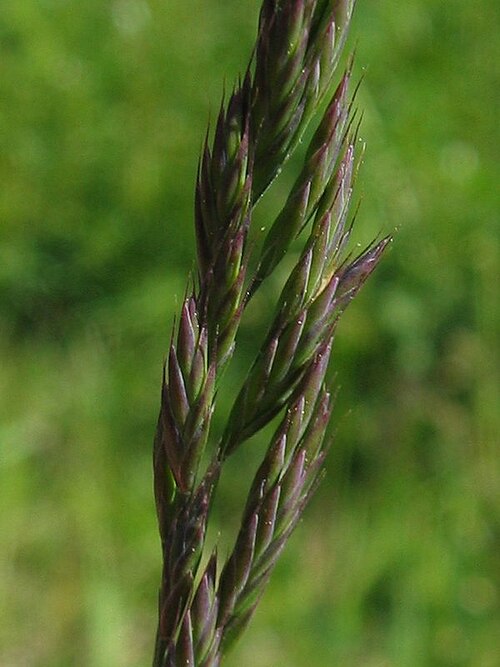 Creeping Red Fescue reference