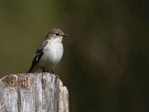 Collared Flycatcher reference