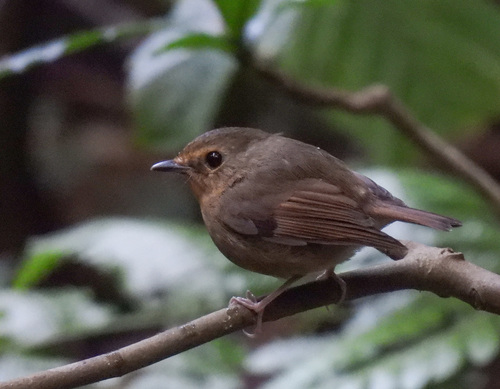 Snowy-browed Flycatcher reference