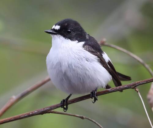 Pied Flycatcher reference