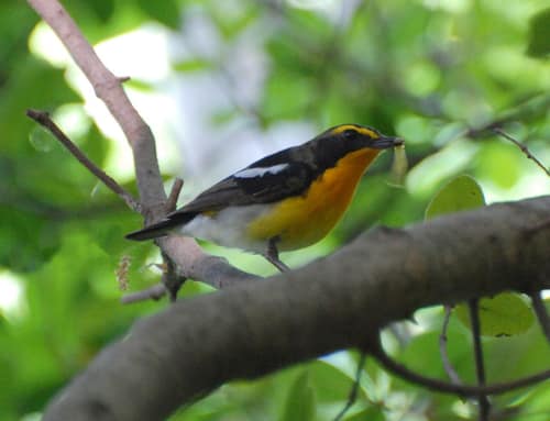 Narcissus Flycatcher reference