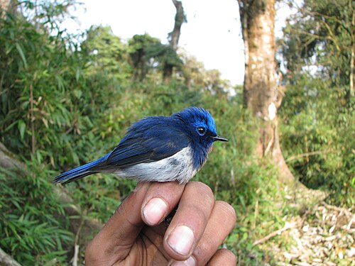 Sapphire Flycatcher reference